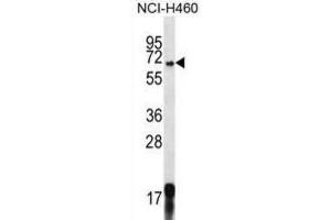 Western Blotting (WB) image for anti-G-Protein Signaling Modulator 1 (GPSM1) antibody (ABIN2996918) (GPSM1 antibody)