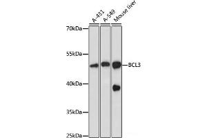 Western blot analysis of extracts of various cell lines using BCL3 Polyclonal Antibody at dilution of 1:1000. (BCL3 antibody)