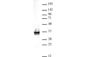 Histone H1 pAb tested by Western blot. (Histone H1 antibody)