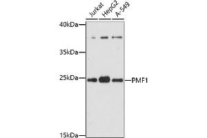Western blot analysis of extracts of various cell lines, using PMF1 antibody (ABIN7269449) at 1:1000 dilution. (PMF1 antibody  (AA 1-205))