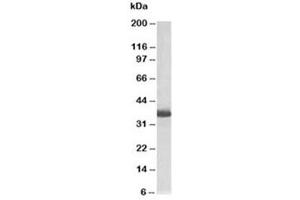 Western blot testing of HEK293 lysate with GAPDH loading control antibody at 0. (GAPDH antibody  (Biotin))