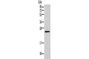Western blot analysis of Mouse lung tissue using HIST1H1T Polyclonal Antibody at dilution of 1:400 (Histone Cluster 1, H1t (HIST1H1T) antibody)