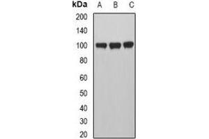 Western blot analysis of MVP expression in A549 (A), Hela (B), HepG2 (C) whole cell lysates. (MVP antibody)