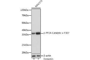 Western blot analysis of extracts of NIH/3T3 cells, using Phospho-PP2A Catalytic α-Y307 Rabbit mAb (ABIN7269684) at 1:1000 dilution. (PPP2CA antibody  (pTyr307))