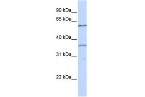 WB Suggested Anti-TBX15 Antibody Titration:  0. (T-Box 15 antibody  (C-Term))