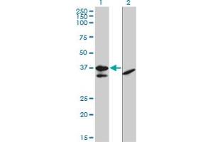 Western Blot analysis of TCF19 expression in transfected 293T cell line by TCF19 monoclonal antibody (M01), clone 6D8.