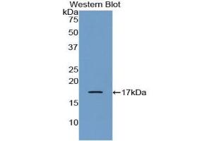Western blot analysis of the recombinant protein. (CRH antibody  (AA 28-160))