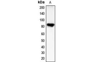 Western blot analysis of CHML expression in COLO205 (A) whole cell lysates. (CHML antibody  (Center))