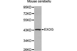 Western Blotting (WB) image for anti-Endo/exonuclease (5'-3'), Endonuclease G-Like (EXOG) antibody (ABIN1875483) (EXOG antibody)