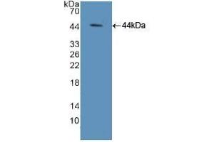 Detection of Recombinant ELOA, Mouse using Polyclonal Antibody to Elongin A (ELOA) (TCEB3 antibody  (AA 76-345))