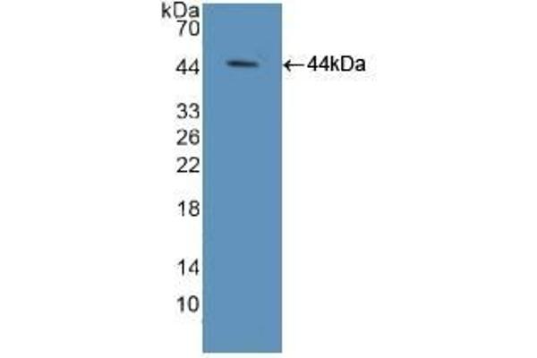 TCEB3 Antikörper  (AA 76-345)