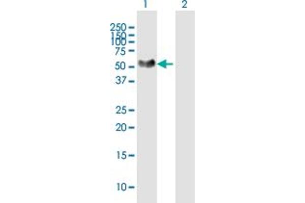 Netrin G1 antibody  (AA 1-438)