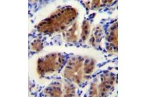 Immunohistochemistry analysis in formalin fixed and paraffin embedded human stomach tissue reacted with LUC7L Antibody (Center) followed by peroxidase conjugation of the secondary antibody and DAB staining.