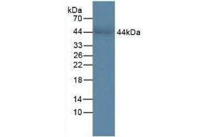 Detection of CHI3L1 in Human Serum using Polyclonal Antibody to Chitinase-3-like Protein 1 (CHI3L1)