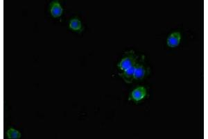 Immunofluorescent analysis of Hela cells using ABIN7154573 at dilution of 1:100 and Alexa Fluor 488-congugated AffiniPure Goat Anti-Rabbit IgG(H+L) (GCHFR antibody  (AA 11-55))