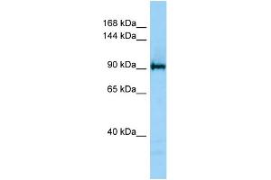 Host: Rabbit Target Name: JMJD2C Antibody Dilution: 1. (KDM4C antibody  (C-Term))