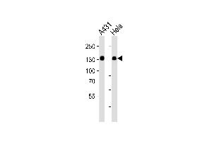 Western blot analysis of lysates from A431, Hela cell line (from left to right), using GTF2I Antibody (C-term) (ABIN390868 and ABIN2841085).