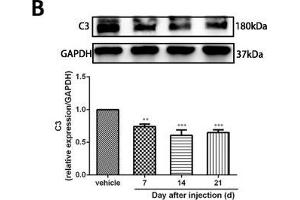 Minocycline reverted the A1/A2 ratio of reactive astrocytes and relieved mechanical allodynia in rats after SMIR. (GAPDH antibody)