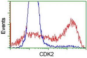 HEK293T cells transfected with either RC200494 overexpress plasmid (Red) or empty vector control plasmid (Blue) were immunostained by anti-CDK2 antibody (ABIN2454524), and then analyzed by flow cytometry.