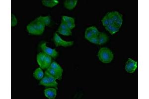 Immunofluorescent analysis of MCF-7 cells using ABIN7148068 at dilution of 1:100 and Alexa Fluor 488-congugated AffiniPure Goat Anti-Rabbit IgG(H+L)