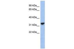 Image no. 1 for anti-Cytochrome C1 (CYC1) (C-Term) antibody (ABIN6743610) (Cytochrome C1 antibody  (C-Term))