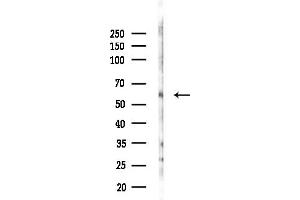 anti-G Protein-Coupled Receptor 101 (GPR101) (Internal Region) antibody
