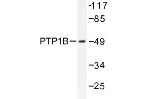 Image no. 1 for anti-Protein tyrosine Phosphatase, Non-Receptor Type 1 (PTPN1) antibody (ABIN272074) (PTPN1 antibody)