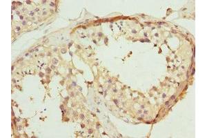Immunohistochemistry of paraffin-embedded human testis tissue using ABIN7167501 at dilution of 1:100 (PTPRB antibody  (AA 1758-1997))