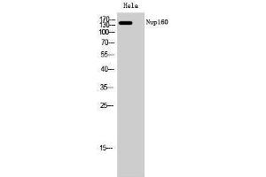 Western Blotting (WB) image for anti-Nucleoporin 160kDa (NUP160) (Internal Region) antibody (ABIN3185977)