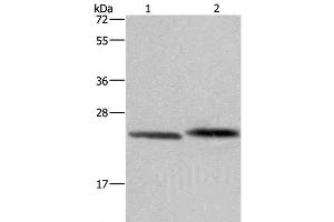 Western Blot analysis of Human prostate tissue and Raji cell using GLO1 Polyclonal Antibody at dilution of 1:400 (GLO1 antibody)