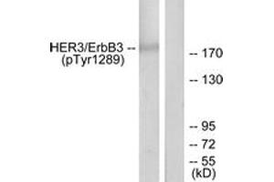 Western Blotting (WB) image for anti-Receptor Tyrosine-Protein Kinase ErbB-3 (ERBB3) (AA 1256-1305), (pTyr1289) antibody (ABIN1531610) (ERBB3 antibody  (pTyr1289))