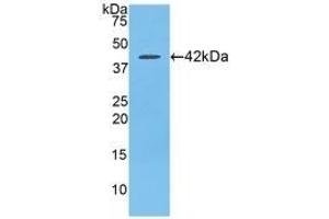 Detection of Recombinant SLC, Rat using Polyclonal Antibody to Secondary Lymphoid Tissue Chemokine (SLC) (CCL21 antibody  (AA 5-132))