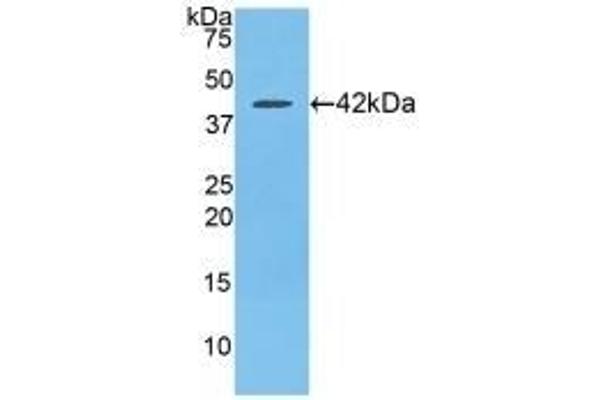 CCL21 Antikörper  (AA 5-132)