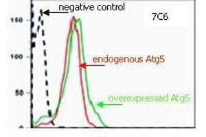 Flow Cytometry (FACS) image for anti-ATG5 Autophagy Related 5 (ATG5) antibody (ABIN492606) (ATG5 antibody)
