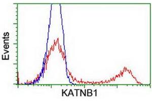HEK293T cells transfected with either RC201852 overexpress plasmid (Red) or empty vector control plasmid (Blue) were immunostained by anti-KATNB1 antibody (ABIN2455151), and then analyzed by flow cytometry. (KATNB1 antibody)