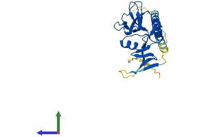 AlphaFold protein structure predicition of Mouse Recombinant Clec4a Protein, UniprotID Q9QZ15 (CLEC4A Protein (AA 1-238) (His tag))