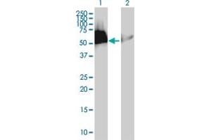 Western Blot analysis of HEXIM1 expression in transfected 293T cell line by HEXIM1 MaxPab polyclonal antibody. (HEXIM1 antibody  (AA 1-359))