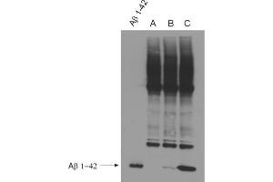 WB detection (ECL) of Abeta peptides (dilution 1 : 500). (Abeta 38/40/42 (AA 1-16), (AA 4-16) antibody)