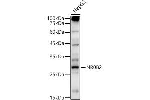 Western blot analysis of extracts of HepG2 cells, using NR0B2 antibody (ABIN3015600, ABIN3015601, ABIN3015602, ABIN1681099 and ABIN6218962) at 1:500 dilution.