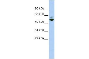 WB Suggested Anti-MAZ Antibody Titration:  0. (MAZ antibody  (N-Term))