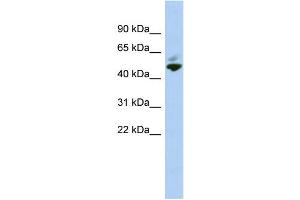 WB Suggested Anti-MAZ Antibody Titration:  0. (MAZ antibody  (N-Term))