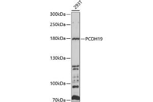 Western blot analysis of extracts of 293T cells, using PCDH19 antibody (ABIN6129088, ABIN6145293, ABIN6145294 and ABIN6214187) at 1:1000 dilution. (PCDH19 antibody  (AA 568-678))