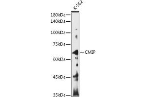 Western blot analysis of extracts of K-562 cells, using CMIP antibody (ABIN7265970) at 1:1000 dilution. (CMIP antibody)
