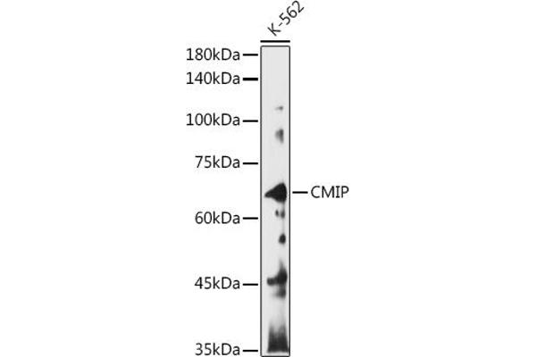CMIP antibody
