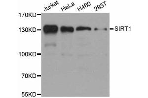 Western blot analysis of extracts of various cell lines, using SIRT1 antibody (ABIN5998812) at 1/1000 dilution. (SIRT1 antibody)