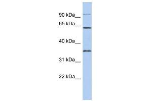 WB Suggested Anti-FAM71B Antibody Titration: 0. (FAM71B antibody  (Middle Region))