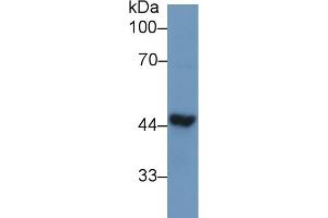 Western Blot; Sample: Human Liver lysate; Primary Ab: 1µg/ml Rabbit Anti-Human TDP43 Antibody Second Ab: 0. (TARDBP antibody  (AA 104-262))