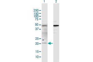 Western Blot analysis of ATOH7 expression in transfected 293T cell line by ATOH7 MaxPab polyclonal antibody.