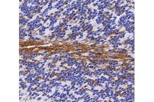 Immunohistochemistry analysis of paraffin-embedded mouse cerebellum using,PGS1 (ABIN7075039) at dilution of 1: 600 (PGS1 antibody)