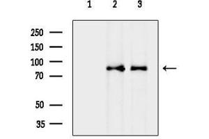 anti-Nucleolar Complex Associated 2 Homolog (NOC2L) (C-Term) antibody